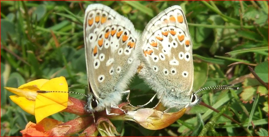 pair of brown argus