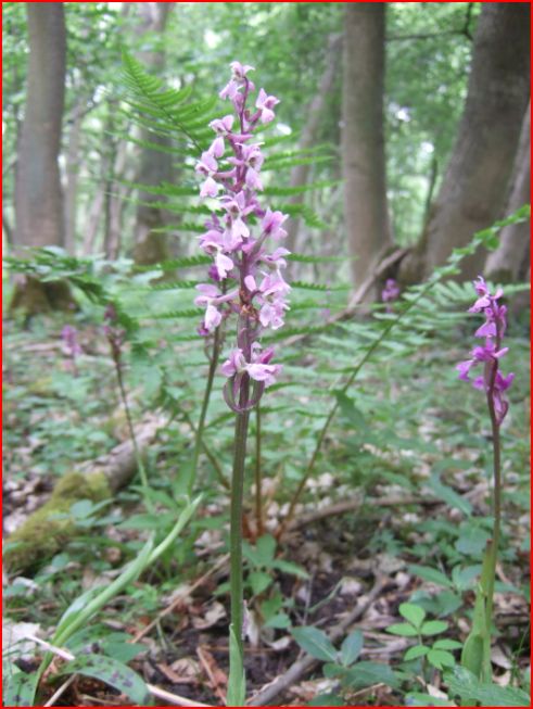 Early purple orchid