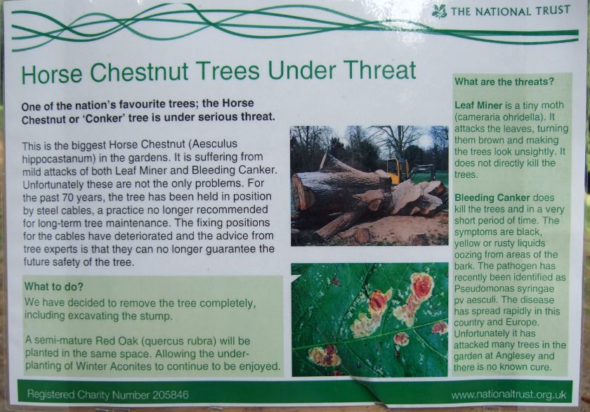 Chestnut Threat Chestnut Threat