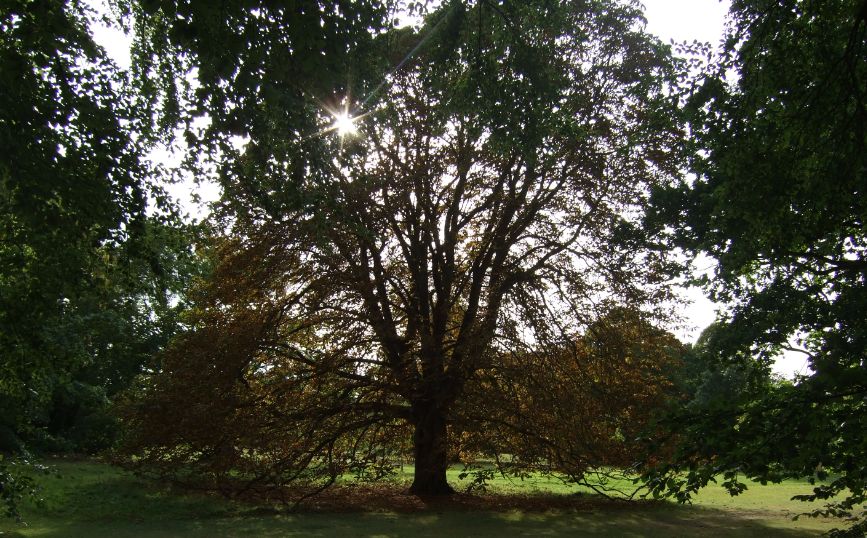 Horse Chestnut under attack by Leaf miner Horse Chestnut under attack by Leaf miner