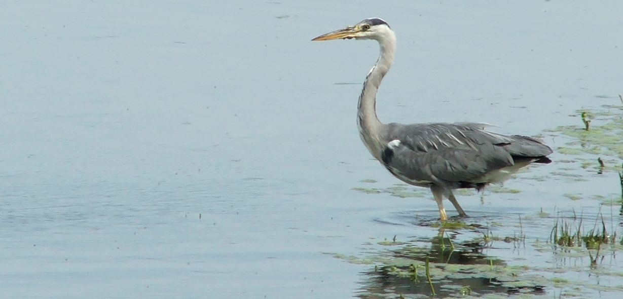 heron at Rutland Water